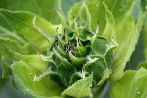 close-up of a healthy garden plant bud with vibrant green leaves, showcasing disease-free foliage
