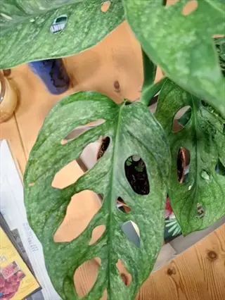 close-up of a healthy mint monstera plant with fenestrated leaves in a pot on a wooden surface, background items include text-containing objects