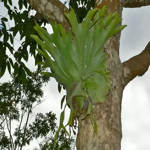 close-up of a healthy mounted staghorn fern with large green fronds growing on a tree trunk