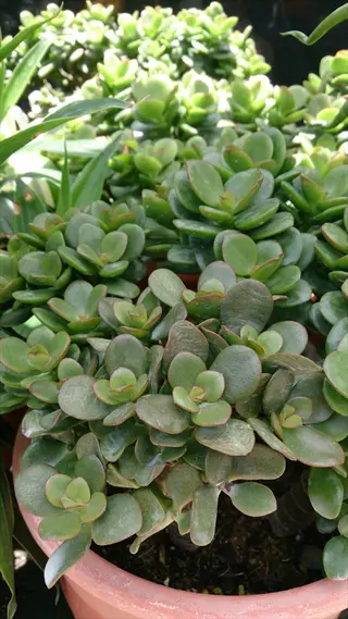 close-up of a healthy potted sunset jade plant (crassula ovata) with glossy green leaves and red edges