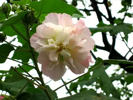 close-up of a hibiscus mutabilis bloom with soft pink-to-white gradient petals surrounded by green foliage