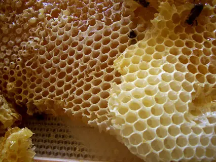close-up of a honeycomb with bees and honey-filled hexagonal cells