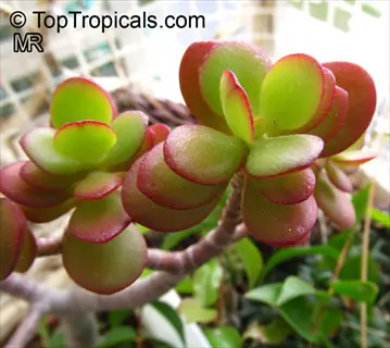 close-up of a jade plant succulent (crassula ovata) with plump green leaves edged in red, growing outdoors