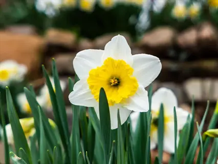 close-up of a jetfire daffodil bloom with white petals and bright yellow corona surrounded by green foliage