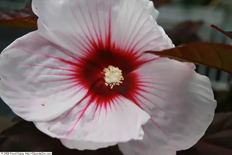 close-up of a kopper king hibiscus flower with white petals featuring bold red streaks and dark foliage