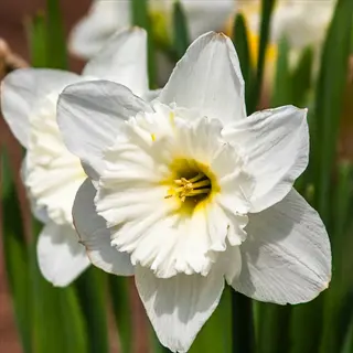close-up of a large cup daffodil white with delicate petals and green stems under sunlight