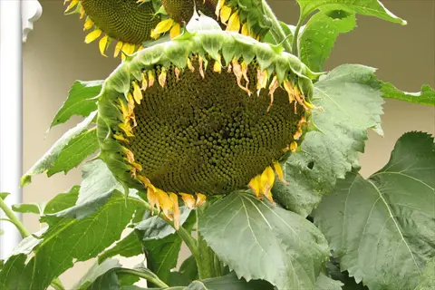 close-up of a large sunflower seed head with dried petals, surrounded by green leaves