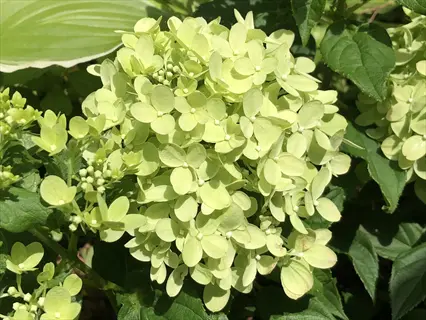 close-up of a little lime hydrangea garden with vibrant light green blooms among lush foliage