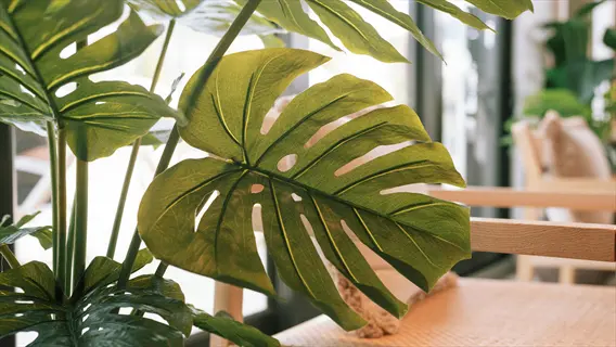 close-up of a lush green monstera deliciosa plant with distinctive split leaves in a sunlit indoor setting near a window
