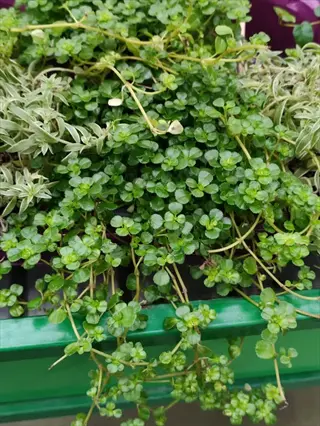 close-up of a lush green pilea baby tears plant with trailing stems in a container