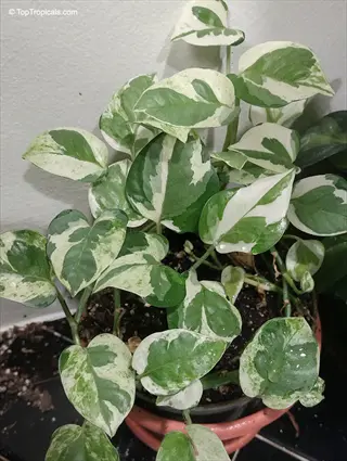 close-up of a marble queen pothos plant in a clay pot, displaying variegated green and white heart-shaped leaves