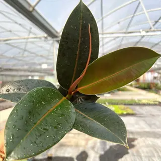 close-up of a melany rubber plant with large dark green glossy leaves and new reddish growth, held in a hand inside a greenhouse