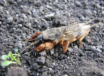 close-up of a mole cricket on dark soil with a small plant