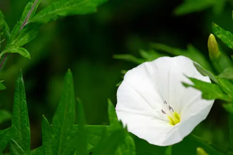 close-up of a moonflower white bloom with yellow center amidst vibrant green foliage