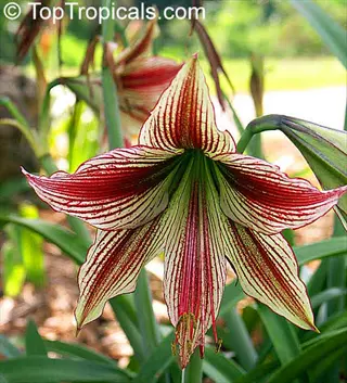 close-up of a picotee amaryllis flower with white petals edged in red, vibrant red veins, and green foliage background