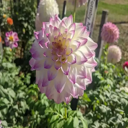 close-up of a pink-and-white dahlia flower in a dahlia tubers garden, with other blooms and a partially visible sign in the background
