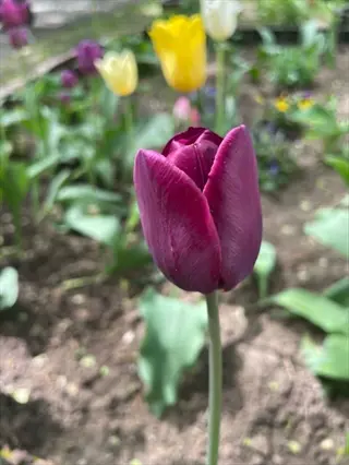 close-up of a purple species tulip in a vibrant species tulip garden with multi-colored blooms