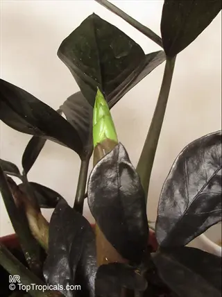 close-up of a raven zz plant with dark, glossy leaves and a vibrant new green shoot emerging
