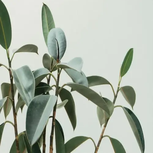 close-up of a rubber plant with large, glossy green leaves against a plain light background