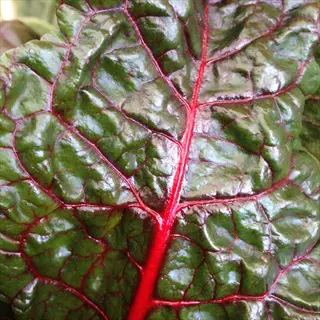 close-up of a ruby red swiss chard leaf with dark green surface and prominent red veins