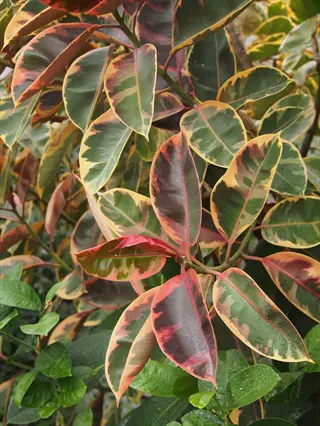 close-up of a ruby rubber plant with striking variegated leaves showcasing green, crimson, and golden-yellow hues among lush foliage