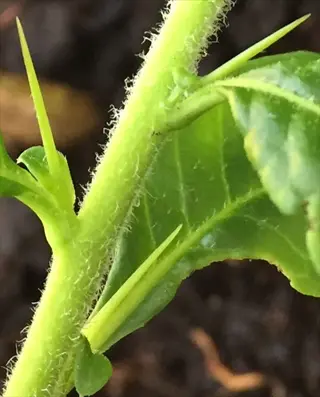 close-up of a semi hardwood cutting with thorns and leaves during propagation