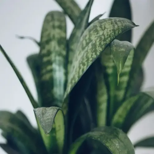 close-up of a snake plant (sansevieria) with green and light green striped leaves; peace lily not visible in this frame
