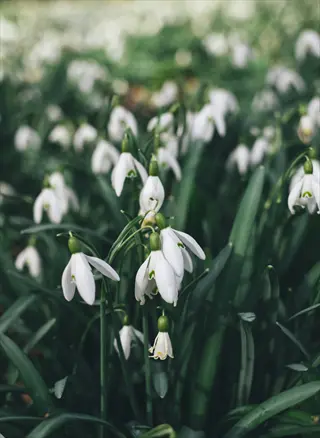 close-up of a snowdrop flowers garden featuring white blooms with green tips among lush green foliage