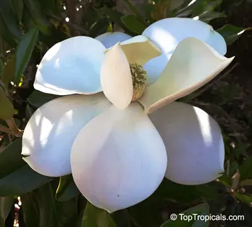 close-up of a southern magnolia flower with large white waxy petals and central green stamen cluster among glossy green leaves