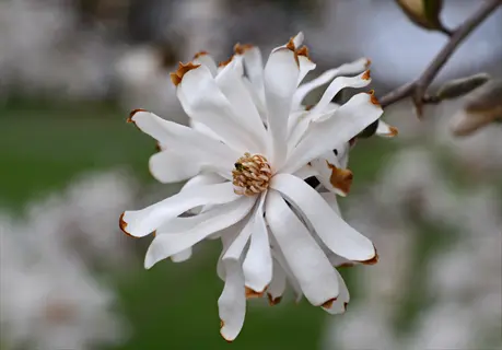 close-up of a star magnolia bloom with white petals featuring brown tips
