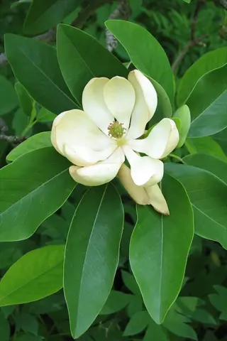 close-up of a sweetbay magnolia bloom with creamy white petals and green center surrounded by glossy leaves