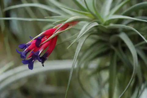 close-up of a tillandsia aeranthos flower with vibrant red and purple blooms emerging from slender green foliage