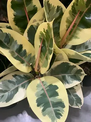 close-up of a tineke rubber plant showcasing variegated cream and green leaves with prominent pinkish new growth