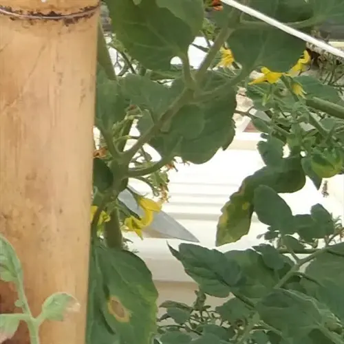 close-up of a tomato plant showing yellow flowers and brown leaf spots indicating potential disease or nutrient issues