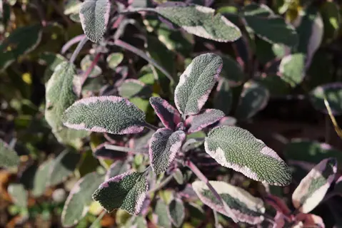 close-up of a tricolor sage plant with variegated green, white and purple leaves