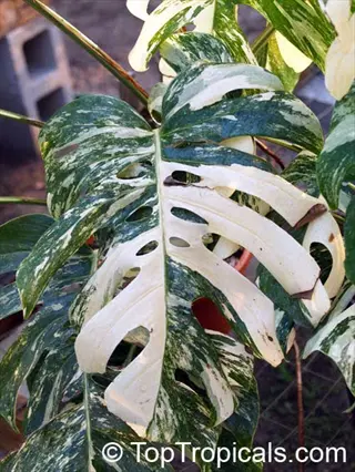 close-up of a variegated monstera leaf with distinctive green and white marbled patterns and natural fenestrations
