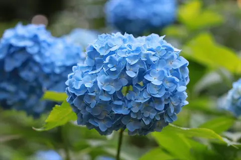 close-up of a vibrant blue hydrangea flower with lush green foliage in the background