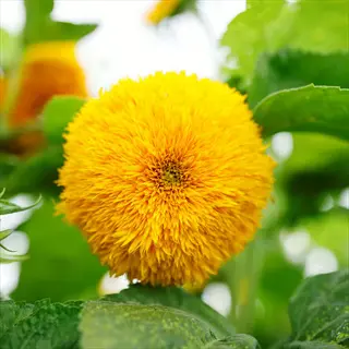 close-up of a vibrant double-flowered dwarf sunflower bloom (sunspot dwarf variety) surrounded by green foliage