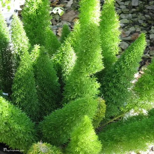 close-up of a vibrant green asparagus fern plant with dense, feathery foliage