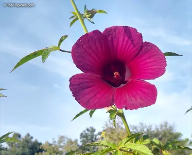 close-up of a vibrant 'midnight marvel hibiscus' flower with deep pink petals against a clear blue sky