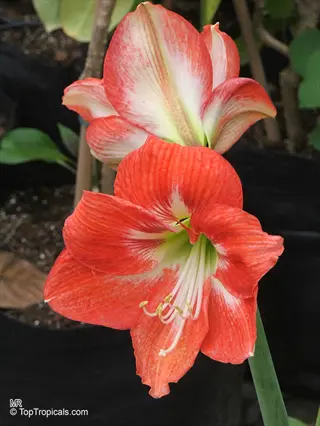 close-up of a vibrant picotee amaryllis bloom featuring orange petals with white edges and green throat