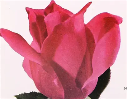 close-up of a vibrant pink rose bloom with minimal leaves, representing a rose plant after bare cane pruning and leaf removal, with '30' text in corner