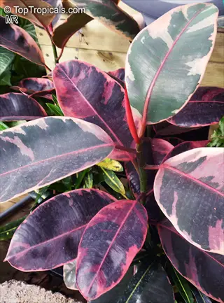 close-up of a vibrant ruby rubber plant with variegated leaves showing green, burgundy, and pink hues