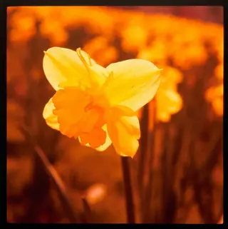 close-up of a vibrant small cup narcissus orange with soft-focus yellow blooms in the background