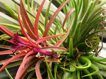 close-up of a vibrant tillandsia ionantha plant with striking red and green foliage and a purple flower