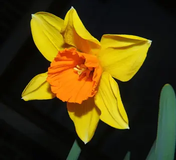 close-up of a vibrant yellow trumpet daffodil bloom with orange corona against dark background