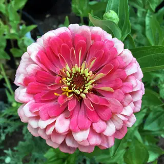 close-up of a vibrant zinnia benary giant flower with pink-white gradient petals and green foliage background