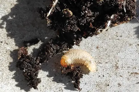 close-up of a vine weevil larvae on soil with dark organic matter fragments