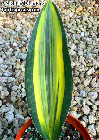 close-up of a whale fin sansevieria leaf with yellow variegation in an orange pot on gravel ground