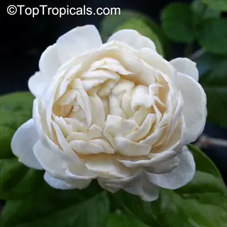 close-up of a white arabian jasmine bloom with layered petals